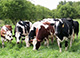 Livestock Farming in India - Dairy Farming
