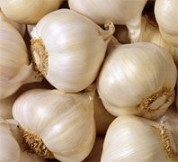  Garlic Cultivation