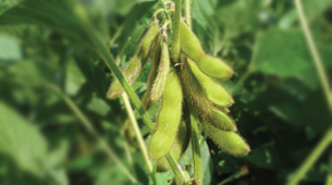 Soybean Cultivation Guide