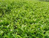 Tea Farming Guidance