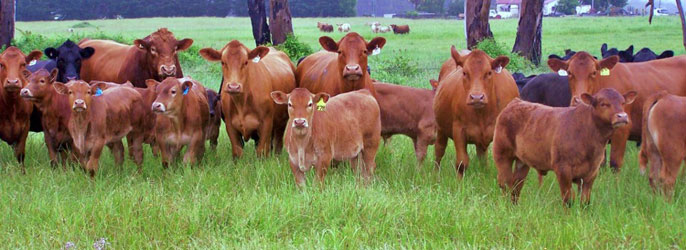 Dairy Shorthorn breed for sale 