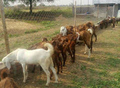 Sirohi Soja ​Goats for Sale