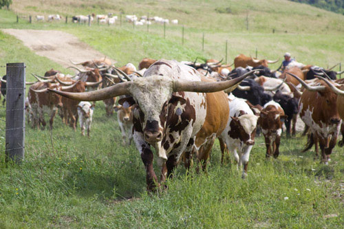 Texas Longhorn Calves for sale 
