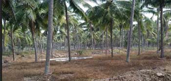 Prime Coconut Farm for Sale