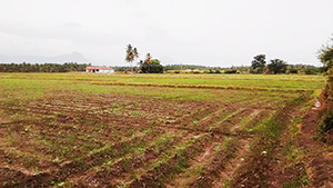 Agricultural / Farm Land For sale