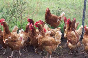 Organic Poultry Health Supplement for sale