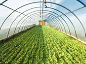 Greenhouse Farming cultivation Guidance