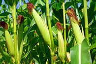 Maize cultivation Guidance