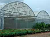 Polyhouse Farming cultivation Guidance