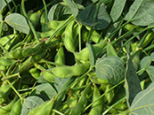 Soybean cultivation Guidance