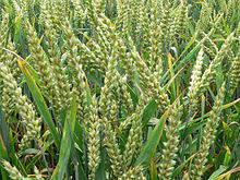 Wheat cultivation Guidance