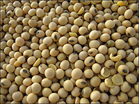 Soyabean - Crop Cultivation Guidence