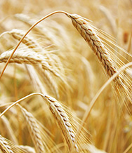 Wheat Cultivation - Crop Cultivation Guide