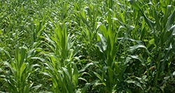 Crop Insurance in India